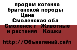 продам котенка британской породы › Цена ­ 3 000 - Смоленская обл., Смоленск г. Животные и растения » Кошки   